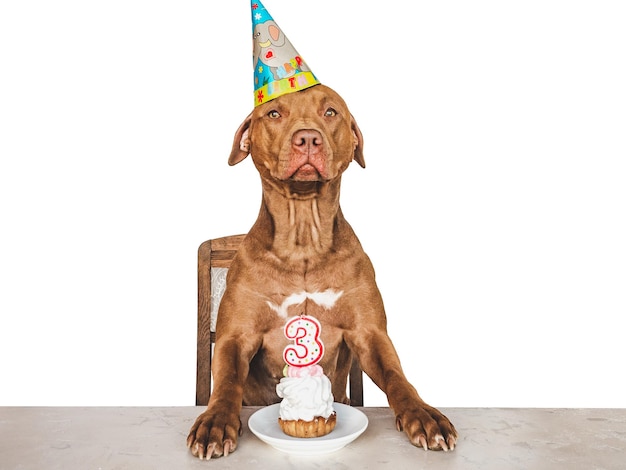 Lovable pretty brown puppy and party hat