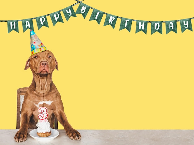 Foto adorabile cucciolo abbastanza marrone e cappello da festa