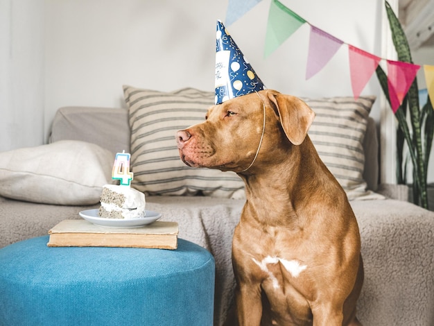 Привлекательный симпатичный коричневый щенок и праздничная шляпа