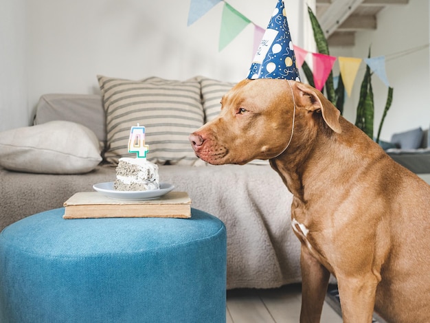 Lovable pretty brown puppy and party hat