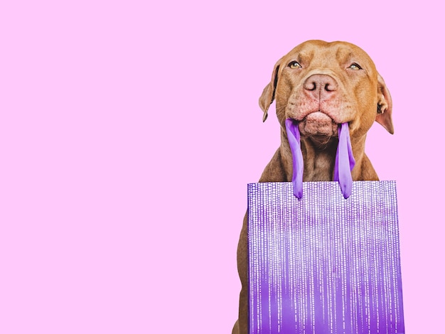 Foto adorabile cucciolo abbastanza marrone e borsa della spesa