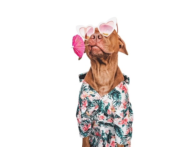 Lovable pretty brown puppy stylish shirt and heart shaped sunglasses