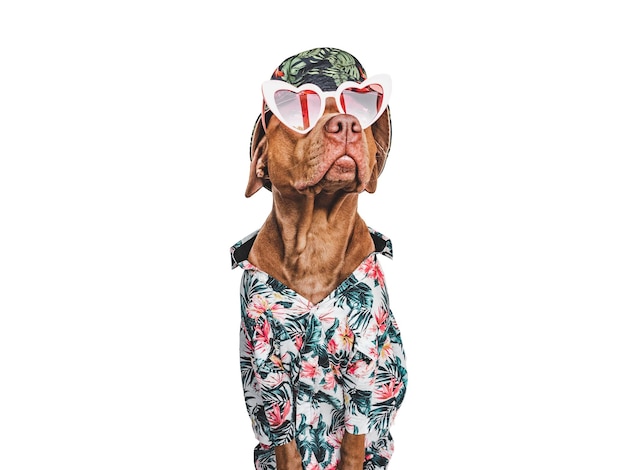 Photo lovable pretty brown puppy stylish shirt sun hat