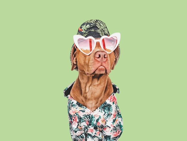 Photo lovable pretty brown puppy stylish shirt sun hat