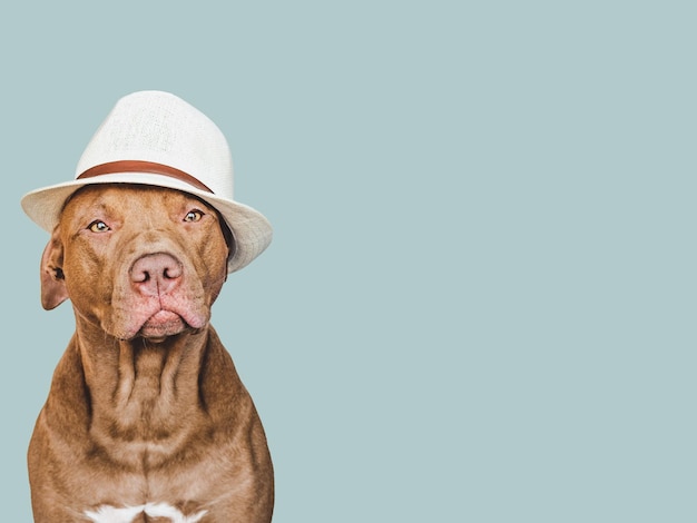 Привлекательный симпатичный коричневый щенок и шляпа от солнца