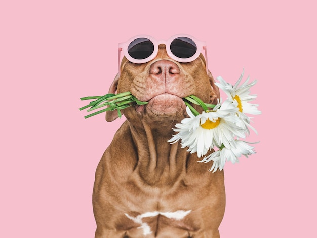 Lovable pretty brown puppy and sunglasses closeup