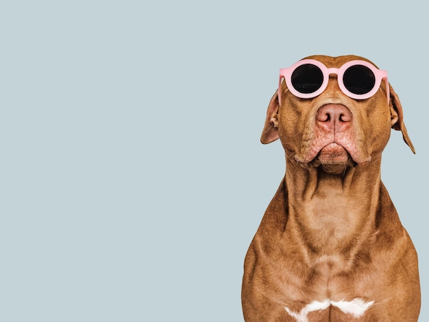Primo piano adorabile del cucciolo e degli occhiali da sole marroni abbastanza