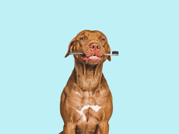 Lovable pretty brown puppy and toothbrush Closeup