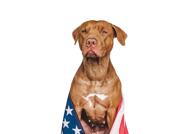 Foto amabile bel cane e bandiera americana closeup all'interno