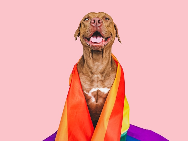 Привлекательная красивая собака и крупный план радужного флага