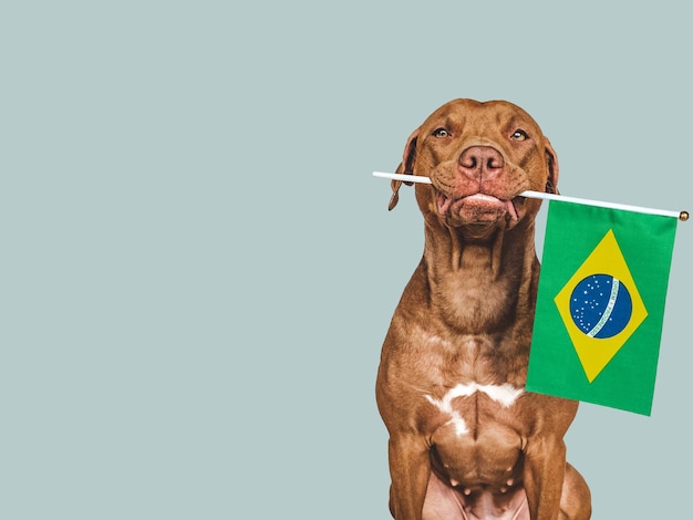 Lovable pretty dog and Brazilian Flag Closeup