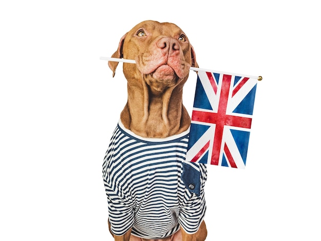 Foto amabile bel cane e bandiera britannica closeup