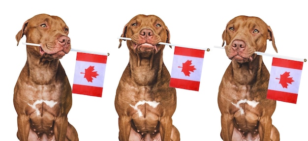 Lovable pretty dog and Canadian Flag Closeup