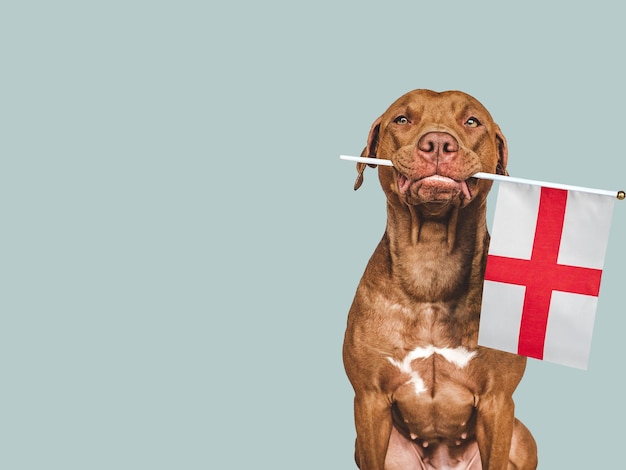 Lovable pretty dog and Flag of England