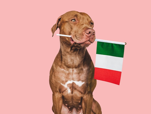 Lovable pretty dog and Flag of Italy