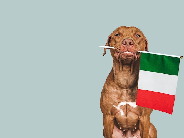 Lovable pretty dog and Flag of Italy