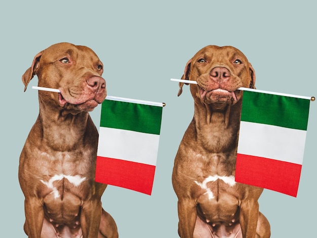 愛らしいかわいい犬とイタリアの旗