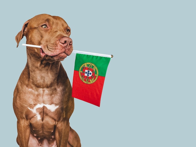 Lovable pretty dog and flag of portugal