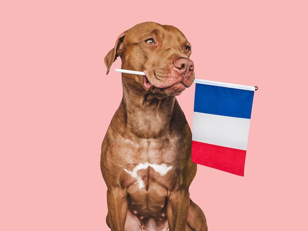 Lovable pretty dog and French Flag Closeup