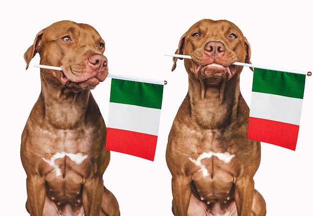 사랑스러운 예쁜 강아지와 이탈리아 국기 근접 촬영