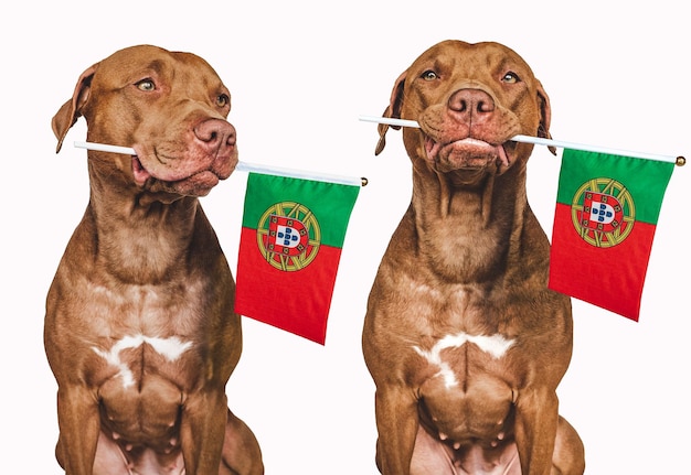 Lovable pretty dog and Portuguese Flag Closeup