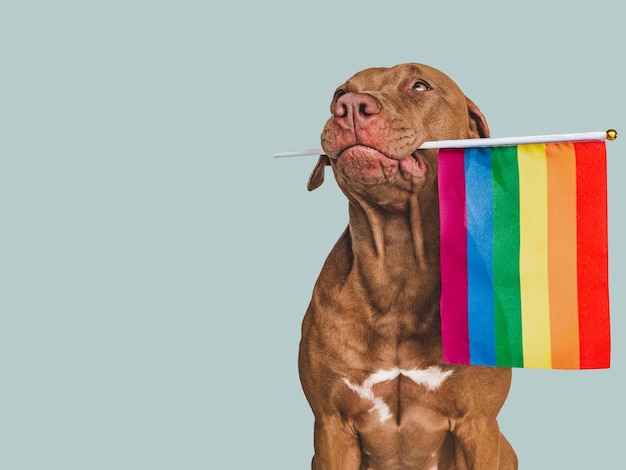 Amabile bel cane e bandiera arcobaleno closeup