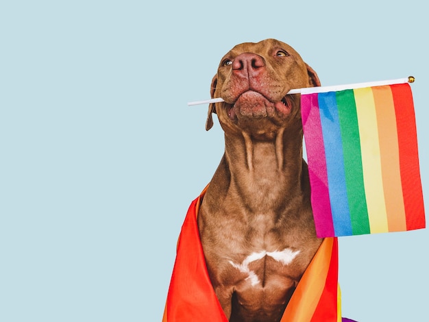 Lovable pretty dog and rainbow flag closeup