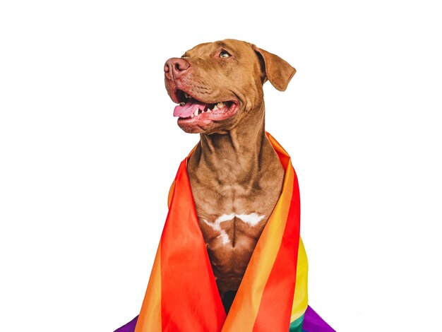 Lovable pretty dog and Rainbow Flag Closeup