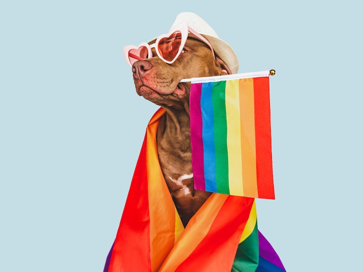 Photo lovable pretty dog and rainbow flag closeup