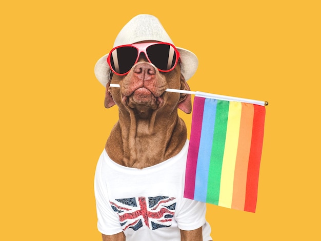 Lovable pretty dog and Rainbow Flag Closeup