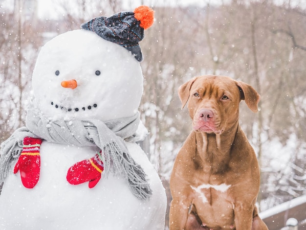 愛らしいかわいい犬と雪だるま冬の晴れた日のクローズアップ屋外日光ケア教育の服従訓練とペットの飼育の概念