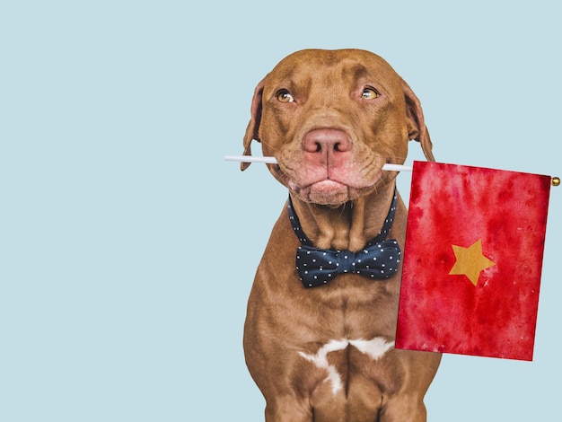 사랑스러운 예쁜 강아지와 베트남 국기 근접 촬영
