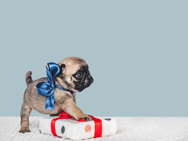 愛らしいかわいい子犬と明るいギフトボックス