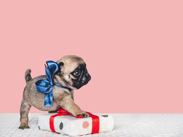 Foto grazioso cucciolo adorabile e confezione regalo luminosa