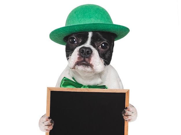 Lovable pretty puppy and a bright green hat