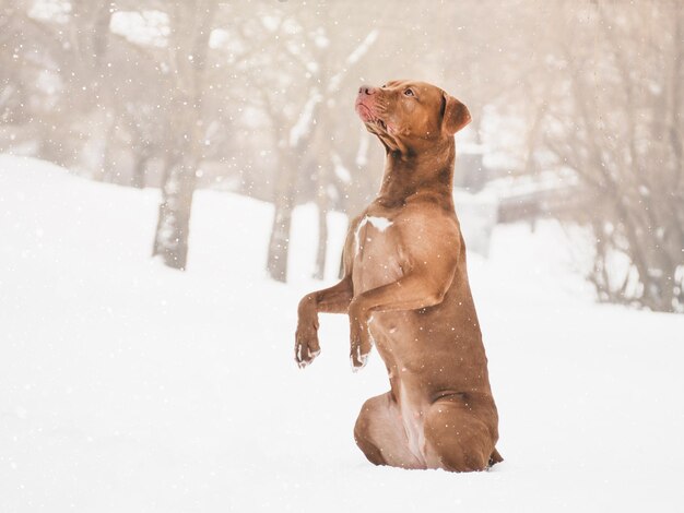 Lovable, pretty puppy of brown color. Close-up