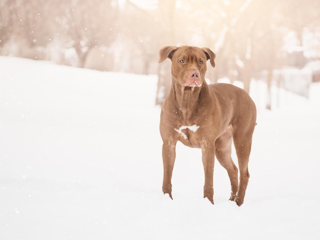 Lovable pretty puppy of brown color Closeup