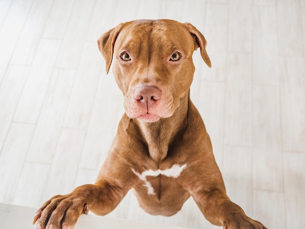 愛らしい、かわいい茶色の子犬。明け