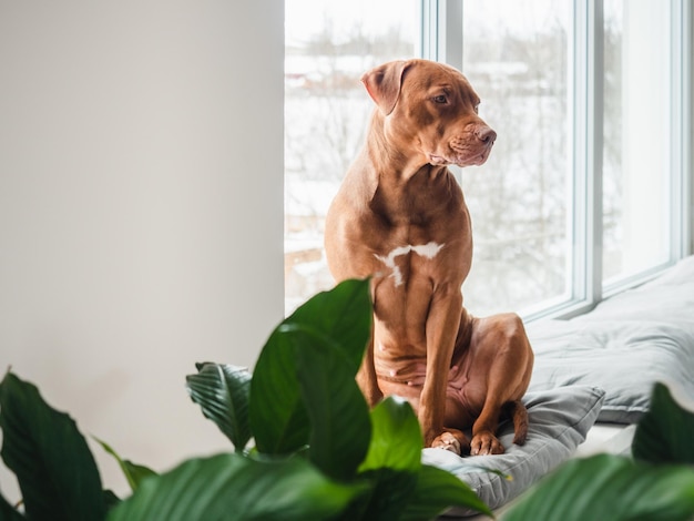 愛らしい、かわいい茶色の子犬。明け