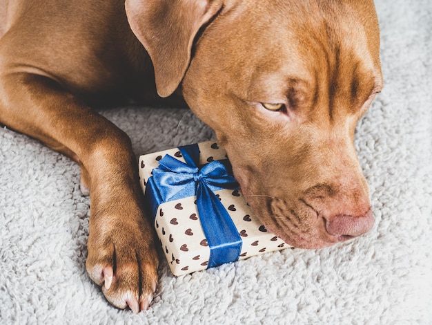 Lovable pretty puppy brown color and gift box