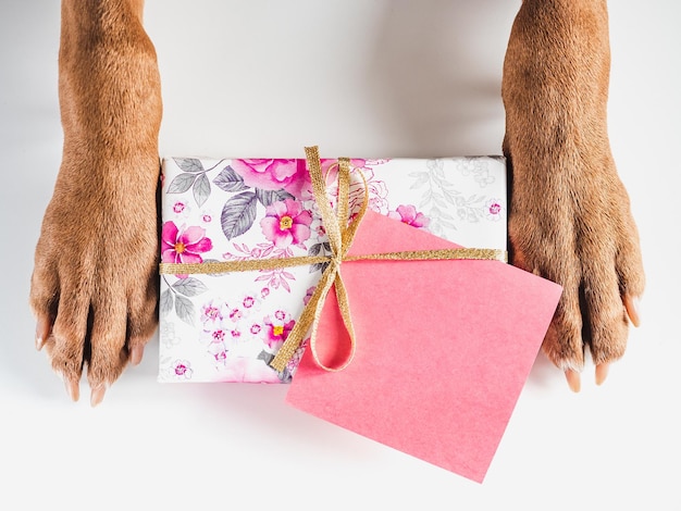 Привлекательный симпатичный щенок коричневого цвета и подарочная коробка