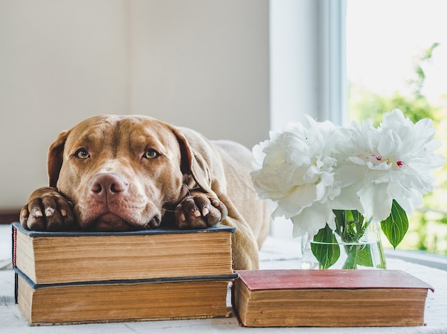 Lovable, pretty puppy of chocolate color. Close-up, indoors. Day light. Concept of care, education, obedience training, raising pets