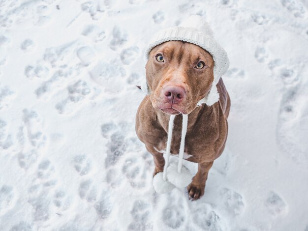 Lovable, pretty puppy of chocolate color. Close-up, outdoor.