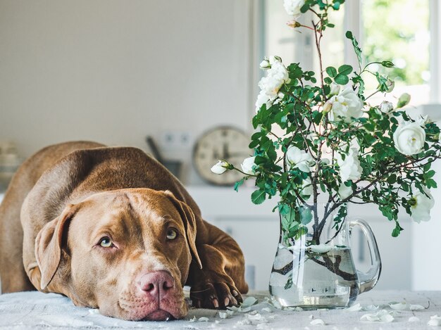 Lovable, pretty puppy of chocolate color. Close-up, outdoors. Day light. Concept of care, education, obedience training, raising pets