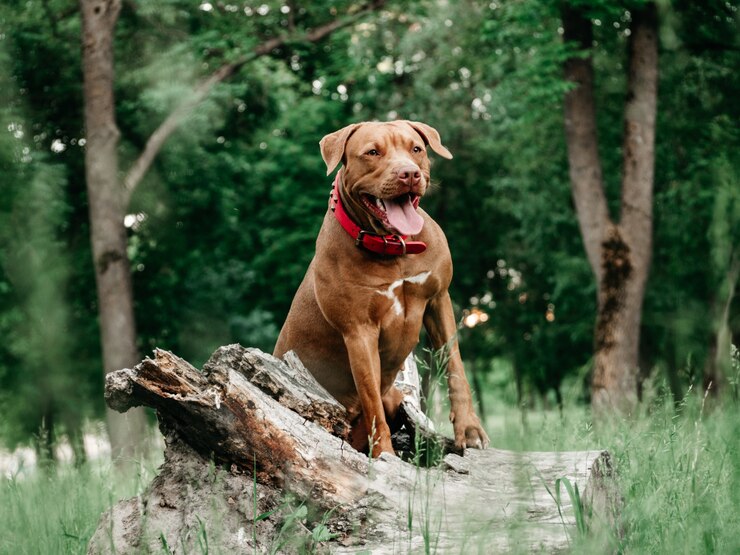 Photo lovable, pretty puppy of chocolate color. close-up, outdoors. day light. concept of care, education, obedience training, raising pets