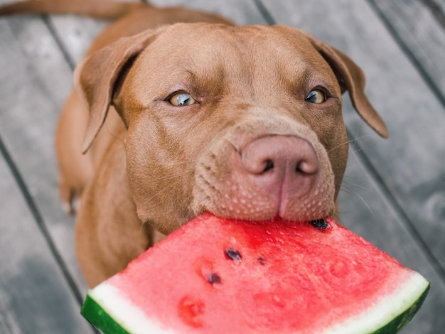 Lovable, pretty puppy of chocolate color. Close-up