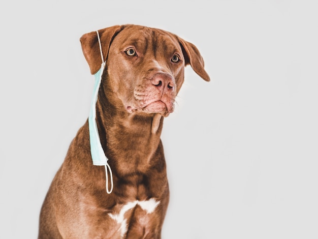 Lovable, pretty puppy of chocolate color. Closeup