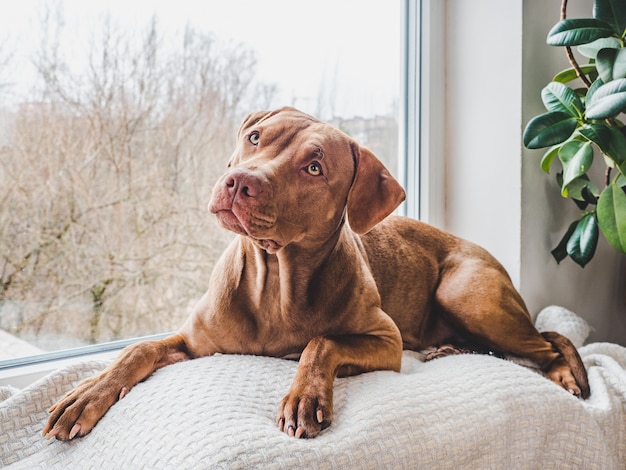 Lovable, pretty puppy of chocolate color. closeup