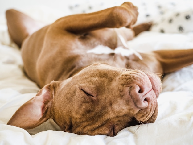 Lovable, pretty puppy of chocolate color. Closeup