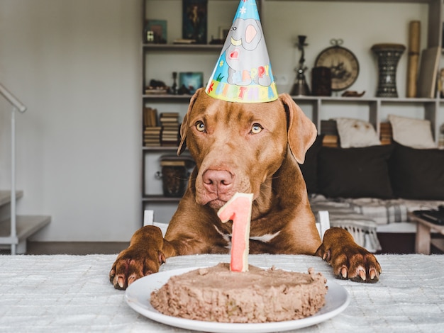 チョコレート色の愛らしい、かわいい子犬。閉じる